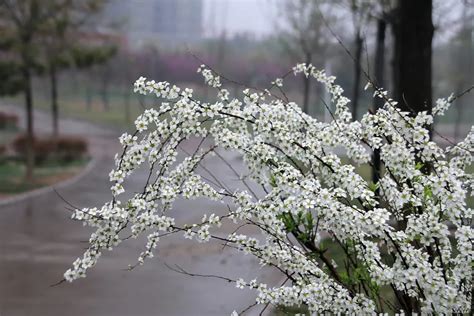 六月雪風水